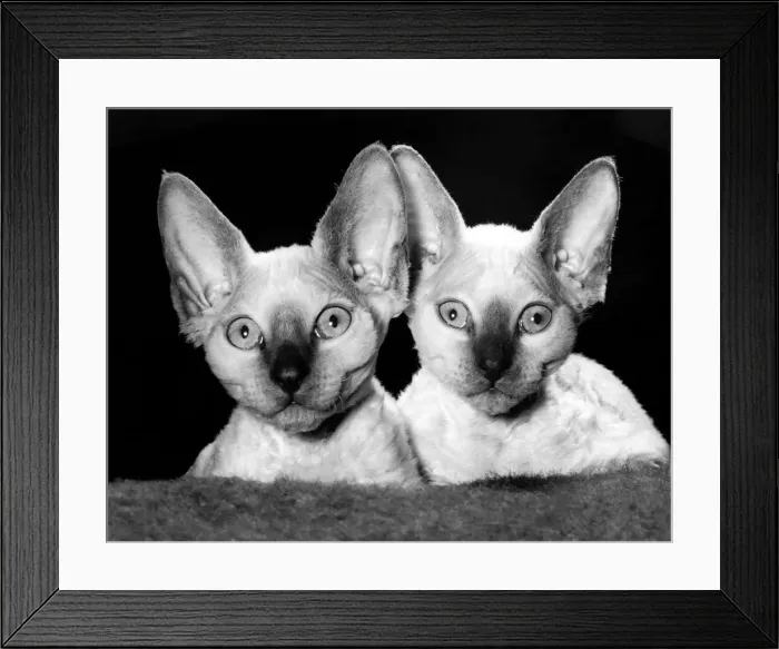 Framed Print : Big brother is listening, and so is his little sister. With ears like that