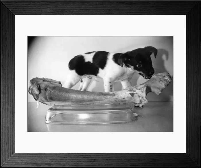 Framed Print : Hungry young puppy eating some meat off the bone May 1954 P007882 Framed Print : Hungry young puppy eating some meat off the bone May 1954 P007882