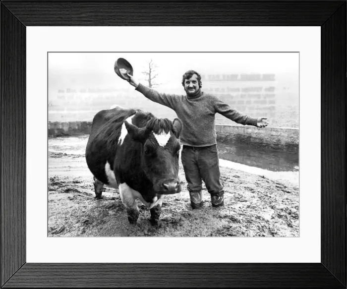 Framed Print : Stuart Smith with Daisy, the Friesian cow whose efforts will be keeping a Royal