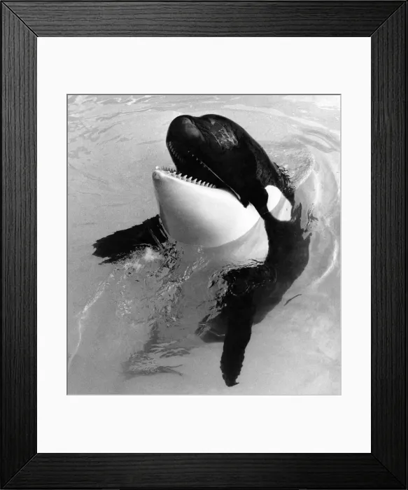 Framed Print : Whale: Waiting Killer Whale: May 1985 P006481 Framed Print : Whale: Waiting Killer Whale: May 1985 P006481