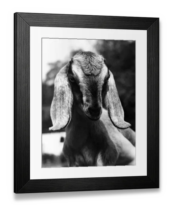 Framed Print : Bashful: Silly Billy the Nubian Goat. June 1976 P006486 Framed Print : Bashful: Silly Billy the Nubian Goat. June 1976 P006486