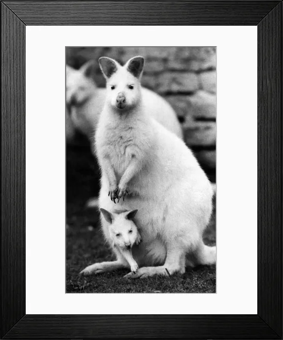 Framed Print : A Pocketful of Hoppiness. Pocket-sized wonder, Snowdrop the albino Wallaby Framed Print : A Pocketful of Hoppiness. Pocket-sized wonder, Snowdrop the albino Wallaby