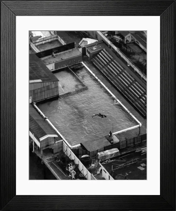 Framed Print : Whale: So small Nemo in his Clacton pier pool. February 1985 P006480 Framed Print : Whale: So small Nemo in his Clacton pier pool. February 1985 P006480