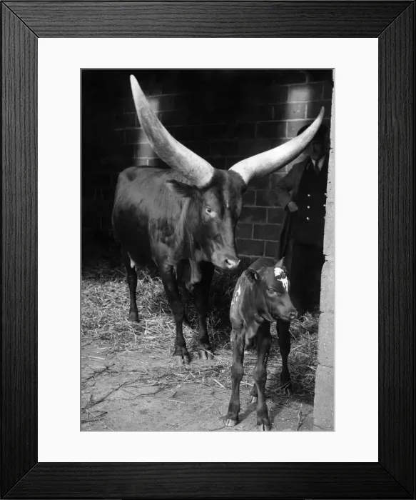 Framed Print : A new baby at Whipsnade is an Ankole calf. Mother probably has the largest horns to carry Framed Print : A new baby at Whipsnade is an Ankole calf. Mother probably has the largest horns to carry