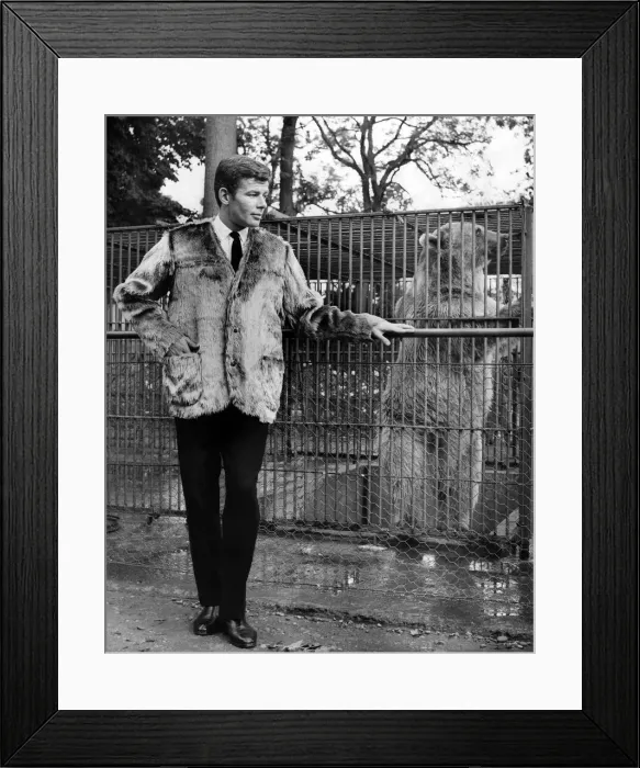 Framed Print : Reveille Fashions: Ralph Nuttall at Chessington Zoo modelling a bear skin coat