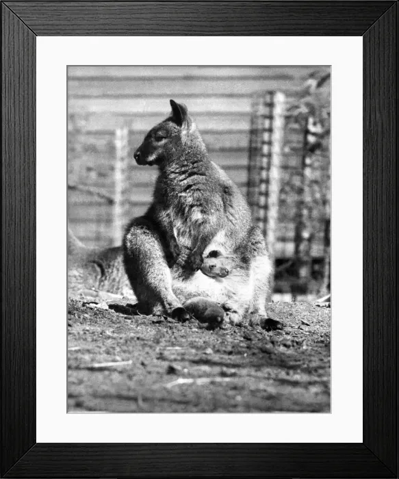 Framed Print : Oh Baby, Its Great outside. The warm spring sun shine persuaded this furry little Framed Print : Oh Baby, Its Great outside. The warm spring sun shine persuaded this furry little