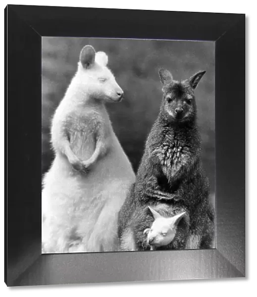 A New Line in Jumpers: What do you get when you cross a white wallaby with a brown
