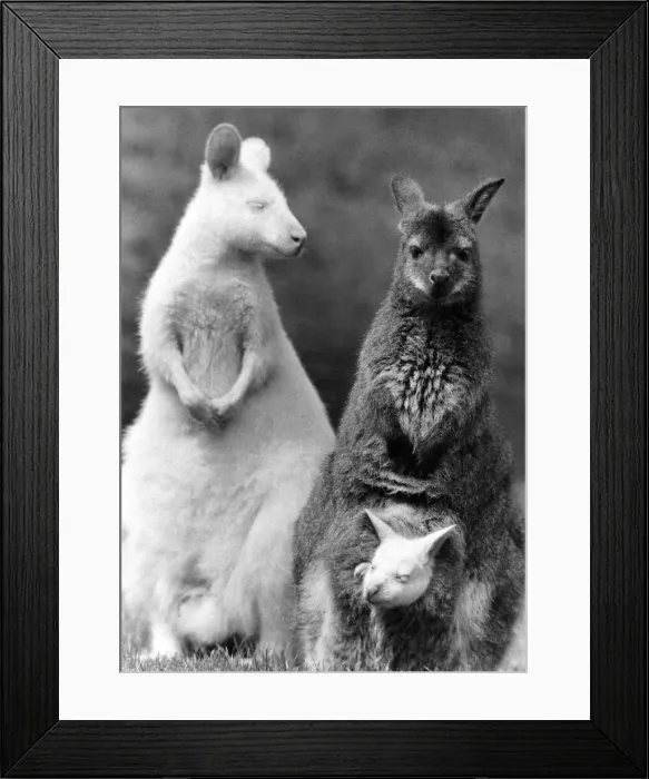 Framed Print : A New Line in Jumpers: What do you get when you cross a white wallaby with a brown Framed Print : A New Line in Jumpers: What do you get when you cross a white wallaby with a brown