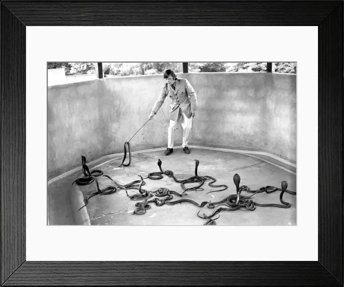 Framed Print : Snakes: Watched warily by his wife Patricia, snake handler Peter Waters goes back to work Framed Print : Snakes: Watched warily by his wife Patricia, snake handler Peter Waters goes back to work