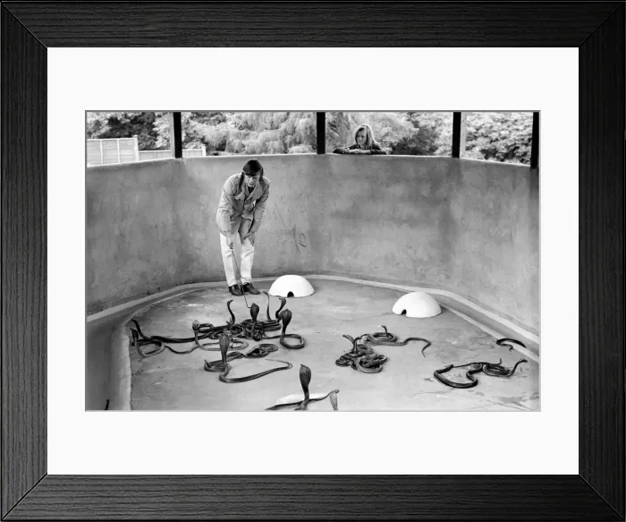Framed Print : Snakes: Watched warily by his wife Patricia, snake handler Peter Waters goes back to work Framed Print : Snakes: Watched warily by his wife Patricia, snake handler Peter Waters goes back to work