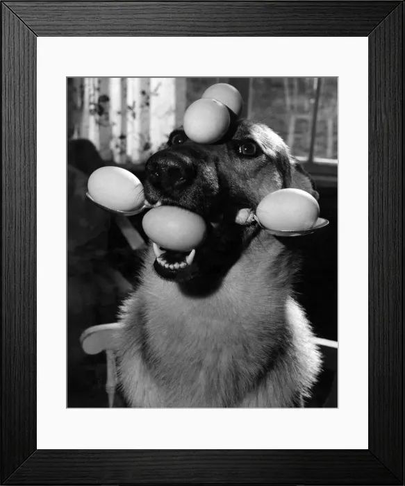 Framed Print : Lindy and the eggs at her masters home at Penryn, Cornwall. November 1955 P006438 Framed Print : Lindy and the eggs at her masters home at Penryn, Cornwall. November 1955 P006438
