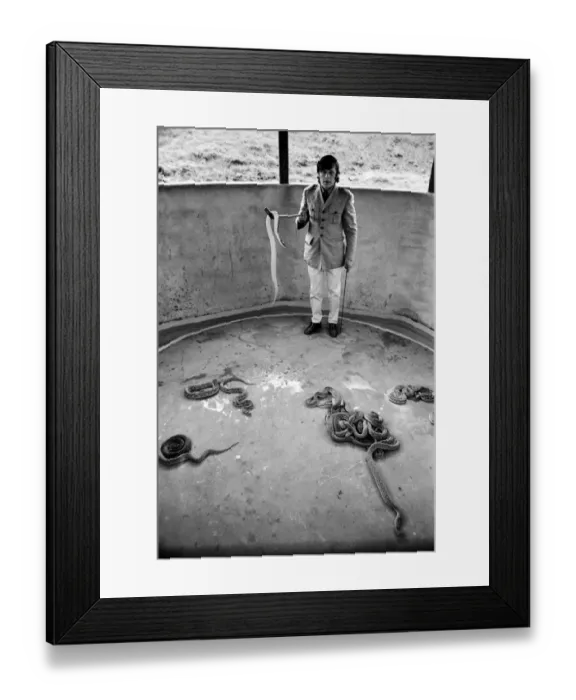 Framed Print : Snakes: Watched warily by his wife Patricia, snake handler Peter Waters goes back to work