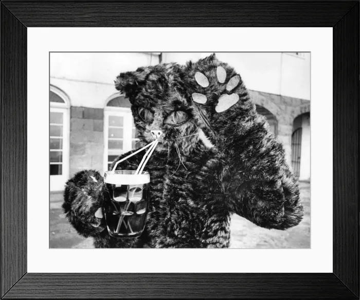 Framed Print : Brian Dene who plays the cat in the pantomime Robinson Crusoe, at the Theatre Royal Framed Print : Brian Dene who plays the cat in the pantomime Robinson Crusoe, at the Theatre Royal