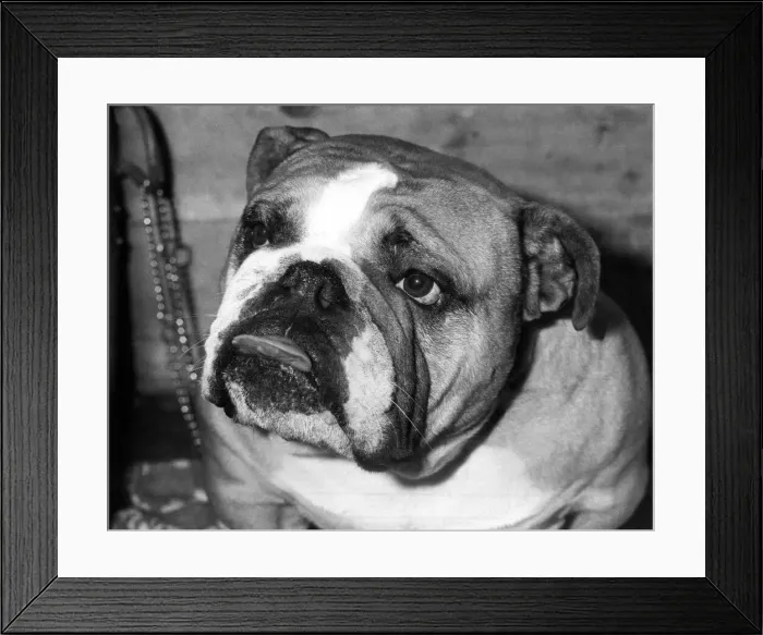 Framed Print : Animals Dogs. 2-year-old Ch. Beechlyn Golden Nuggett of Denbrough the winner in the Open Framed Print : Animals Dogs. 2-year-old Ch. Beechlyn Golden Nuggett of Denbrough the winner in the Open