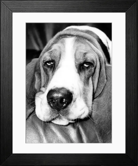 Framed Print : Animals-dogs. December 1975 P000328 Framed Print : Animals-dogs. December 1975 P000328