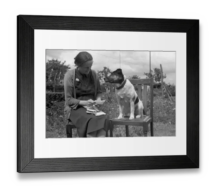 Framed Print : Ben the talking dog from Royston, sitting on a wooden chair as his mistress sorts through Framed Print : Ben the talking dog from Royston, sitting on a wooden chair as his mistress sorts through