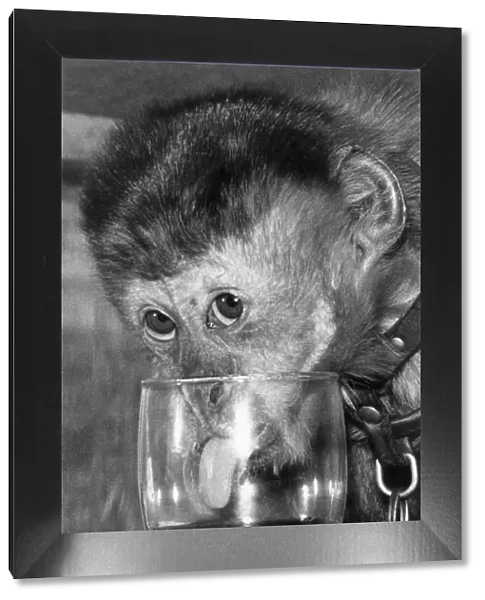 A Sherry Aperitif for Cheeky the monkey. April 1977 P000331