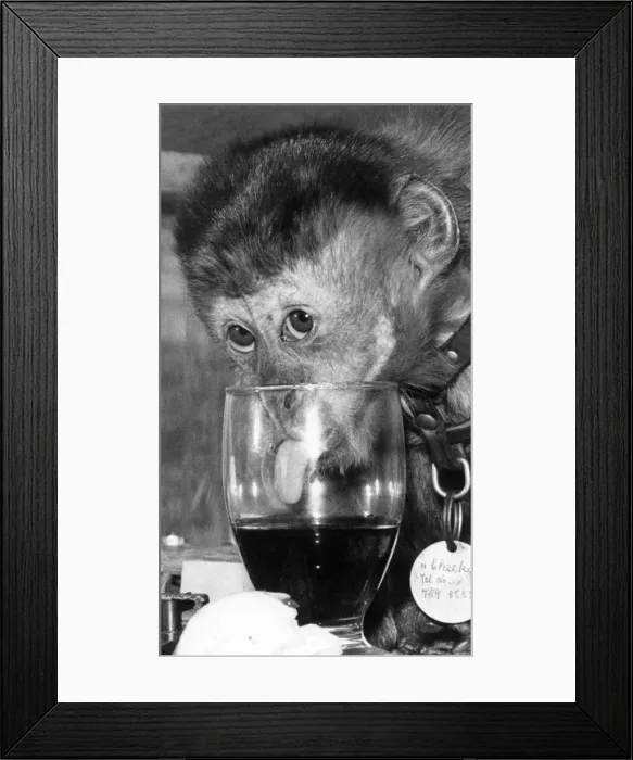 Framed Print : A Sherry Aperitif for Cheeky the monkey. April 1977 P000331