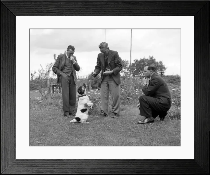 Framed Print : Ben the talking dog belonging to Mr Beissenden of Royston 10 / 8 / 46 Framed Print : Ben the talking dog belonging to Mr Beissenden of Royston 10 / 8 / 46
