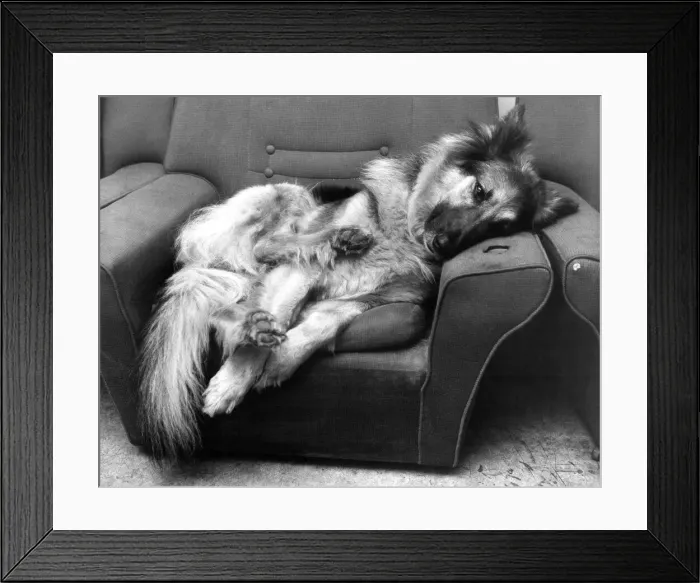 Framed Print : Betty the guard dog off duty and putting her feet up for a well earnt break Framed Print : Betty the guard dog off duty and putting her feet up for a well earnt break