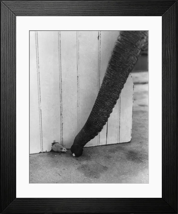 Framed Print : Animals - Mouse Elephant Friendship. Jumbo the elephant makes a trunk call to his