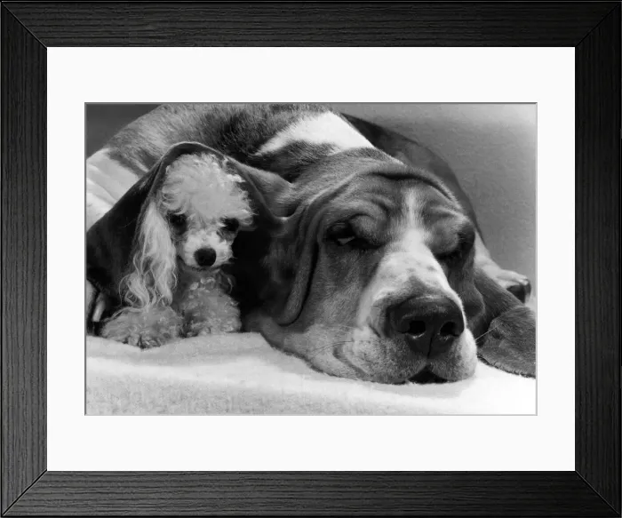 Framed Print : Animals - Dogs Friendship. Emma the poodle snuggles under the ear of Hamlet
