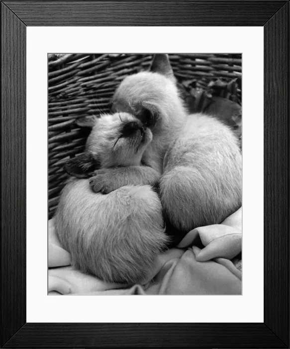 Framed Print : Pedigree Siamese Kittens belonging to Mrs. MacDonald of Ewell huddle together for warmth Framed Print : Pedigree Siamese Kittens belonging to Mrs. MacDonald of Ewell huddle together for warmth