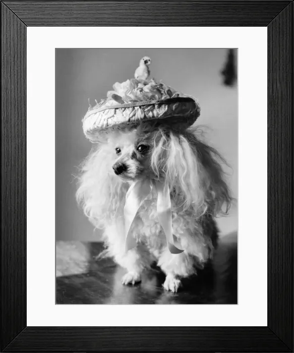 Framed Print : 10 year old toy poodle, Mame'from Westminster with her Easter bonnet Framed Print : 10 year old toy poodle, Mame'from Westminster with her Easter bonnet