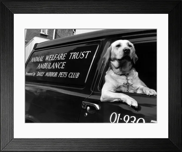 Framed Print : Sandy the labrador seen here at the wheel of the Animal Welfare Trusts newest Animal Framed Print : Sandy the labrador seen here at the wheel of the Animal Welfare Trusts newest Animal