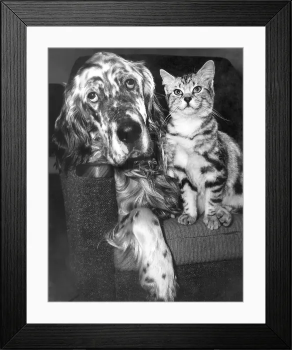 Framed Print : Animal Friendship Cat and Dog share a seat following sunday lunch. February 1964 P000346