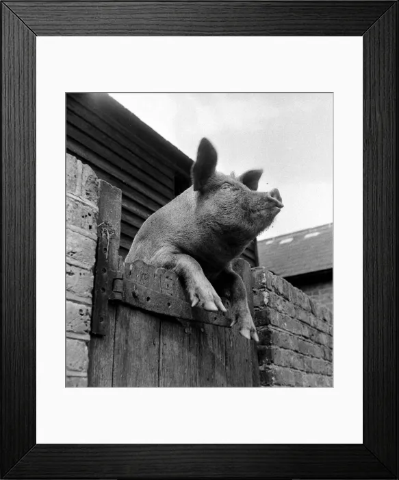 Framed Print : Its a pigs life. Blondie the pig at Church Down farm near Dartford Framed Print : Its a pigs life. Blondie the pig at Church Down farm near Dartford