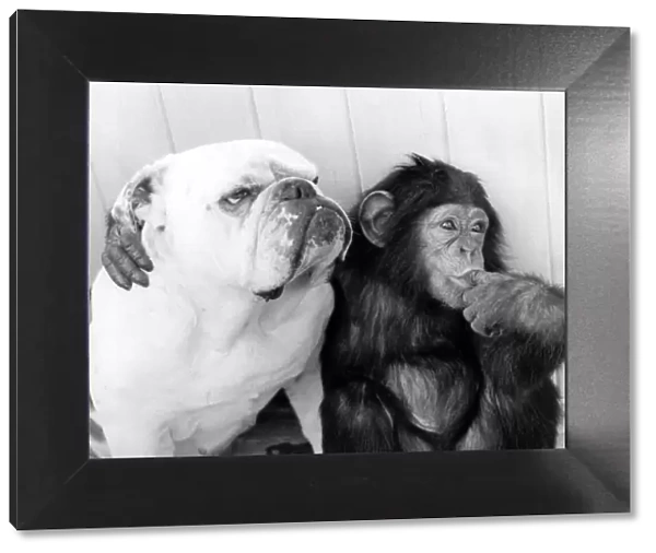 Pals... Sparky the chimp and Susie the bulldog. January 1976 P000321