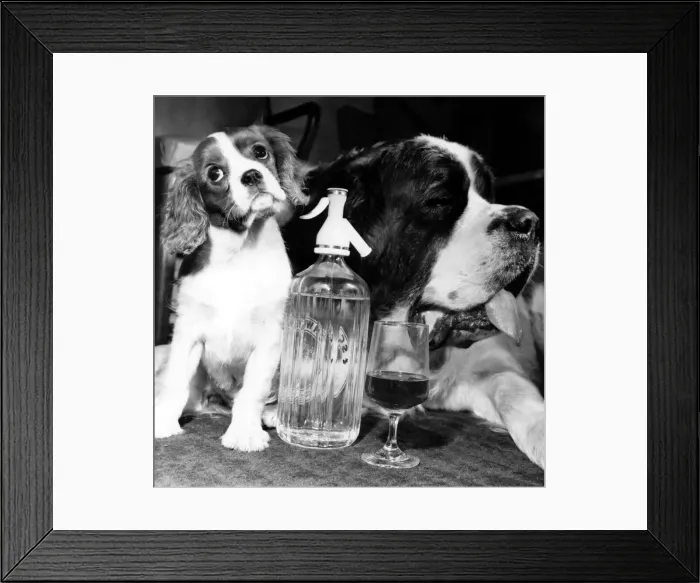 Framed Print : Drinking partners... Brandy The St Bernard (right Framed Print : Drinking partners... Brandy The St Bernard (right