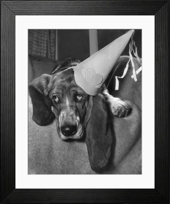 Framed Print : Reckless the Bassett Hound Dog wears a party hat. December 1961 P000349