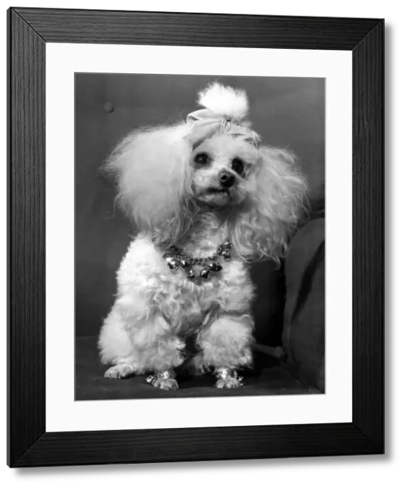 Framed Print : Animals Dogs. Here is Petal'the model poodle wearing balls round her neck Framed Print : Animals Dogs. Here is Petal'the model poodle wearing balls round her neck