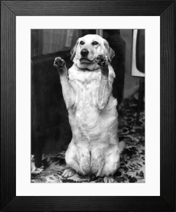 Framed Print : Animals Dogs Labradors Sally the dog that has her name on the voters roll Framed Print : Animals Dogs Labradors Sally the dog that has her name on the voters roll