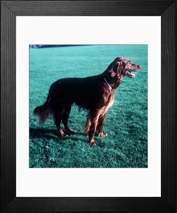Framed Print : Irish Setter Framed Print : Irish Setter