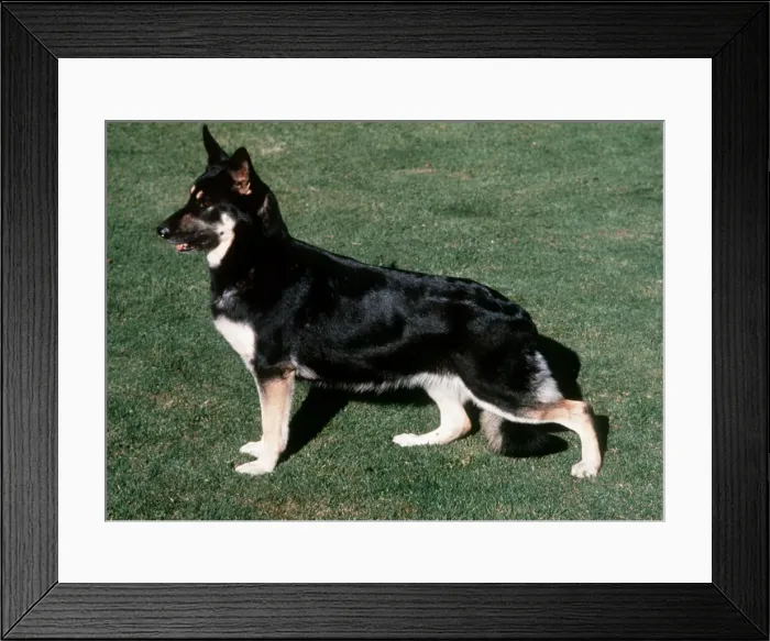 Framed Print : German Shepherd