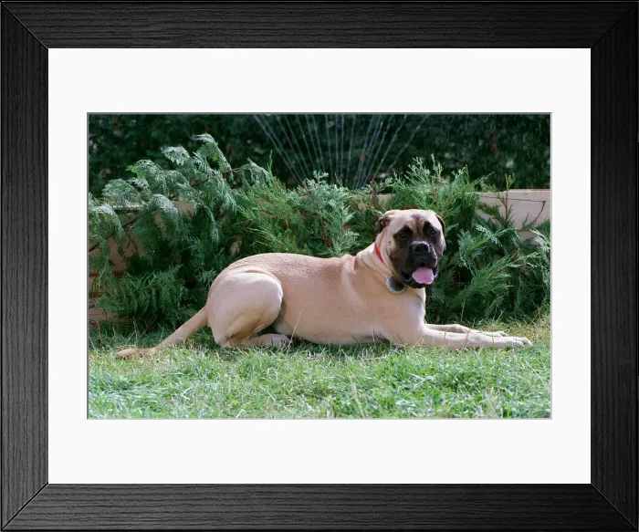 Framed Print : Bull Mastiff Dog September 98 Large Dog Framed Print : Bull Mastiff Dog September 98 Large Dog