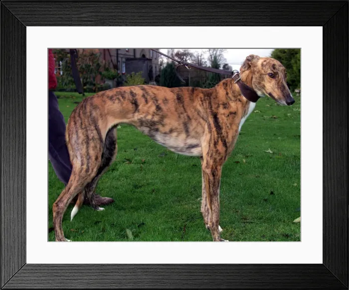 Framed Print : Flash Greyhound Racing Dog, November 1999 owned by Linda Framed Print : Flash Greyhound Racing Dog, November 1999 owned by Linda