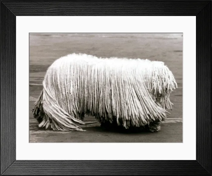 Framed Print : Ben the Komonder dog - February 1984 Framed Print : Ben the Komonder dog - February 1984
