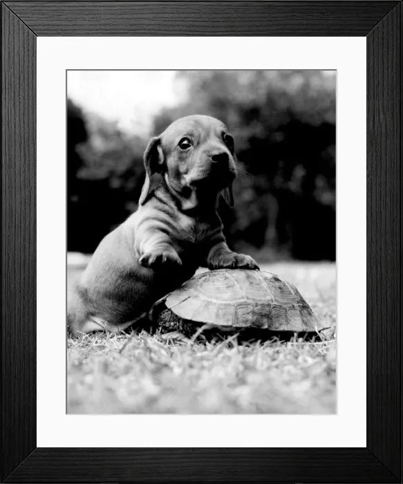 Framed Print : One of the three Dachshund puppies born to champion Minutest 1960