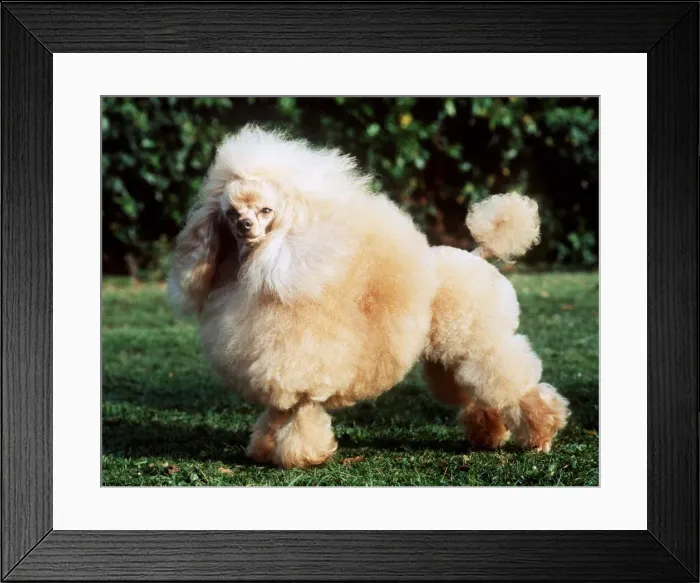 Framed Print : Standard Apricot Poodle Lion size