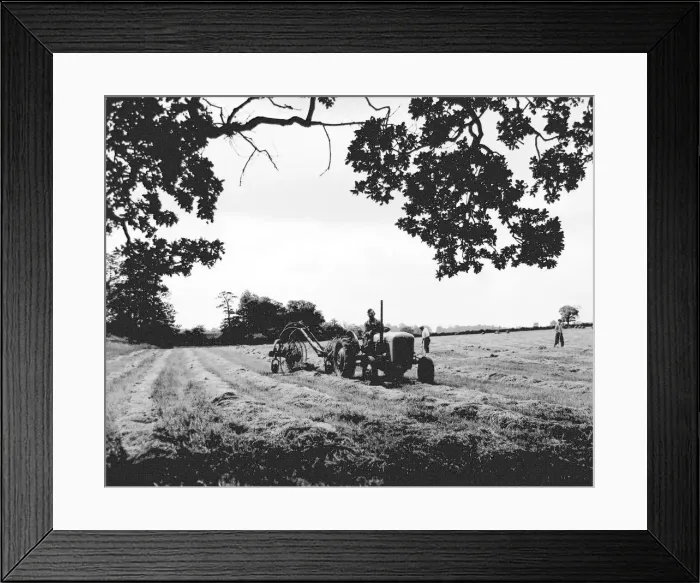 Framed Print : Haymaking in full swing on a farm at Finham, adjoining the Leamington Road