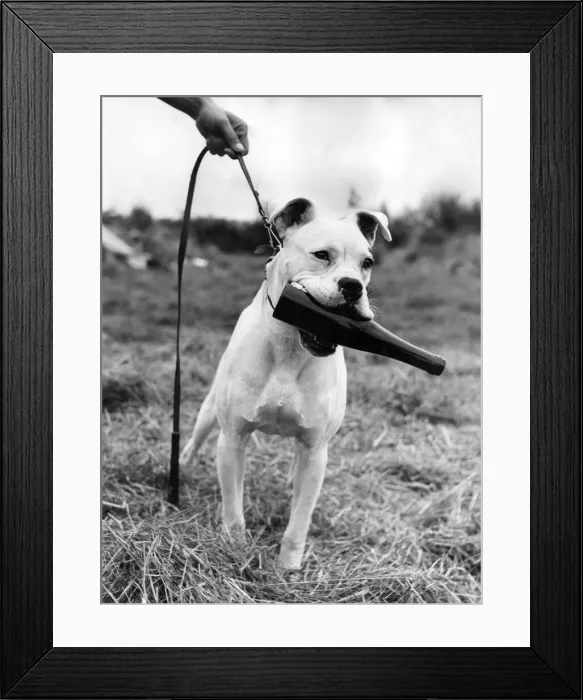 Framed Print : White boxer, 10-month-old Mark. Mark belongs to Mr. and Mrs