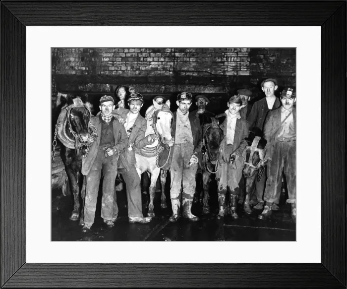 Framed Print : These pit ponies, which are still working at the Bessie mine Framed Print : These pit ponies, which are still working at the Bessie mine