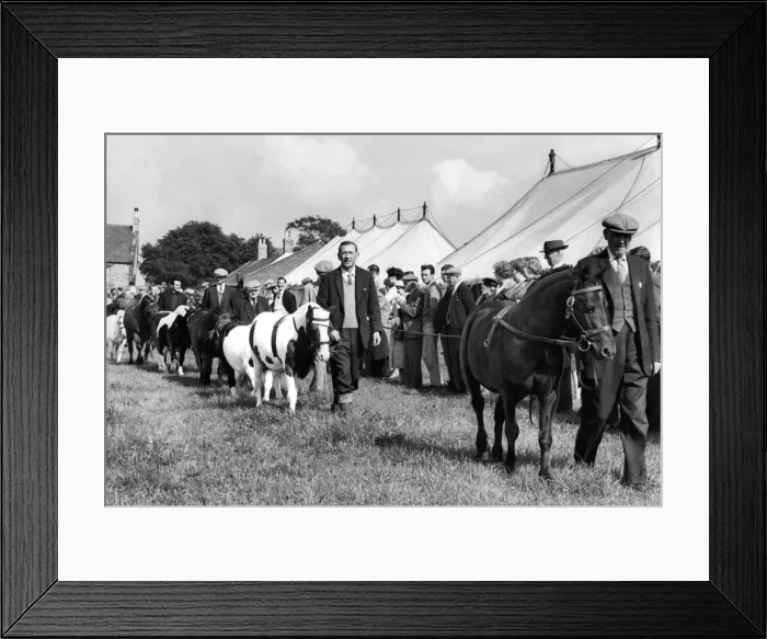 Framed Print : Dan, from Lanchester, which was judged the best pit pony at Burnopfield Show leads Framed Print : Dan, from Lanchester, which was judged the best pit pony at Burnopfield Show leads
