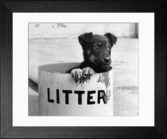 Framed Print : Litter Pup. 7 week old Dusty s'life so far has been rubbish Framed Print : Litter Pup. 7 week old Dusty s'life so far has been rubbish