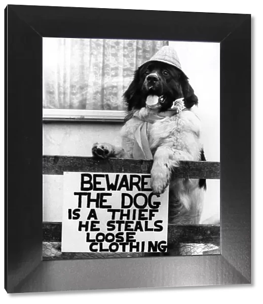 Allow me to take your coat sir! Beware... Joe the Dog. June 1989 P006054