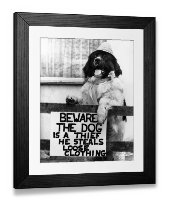 Framed Print : Allow me to take your coat sir! Beware... Joe the Dog. June 1989 P006054